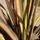 Buy Phormium Pink Panther (New Zealand Flax) online from Jacksons Nurseries.