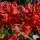 Buy Azalea ex/knap Fireball (Deciduous Hybrid Azalea) online from Jacksons Nurseries.