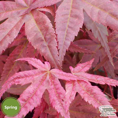 Buy Acer palmatum Beni Maiko (Japanese Maple) online from Jacksons Nurseries
