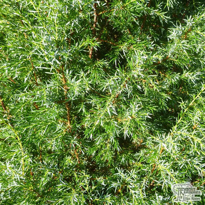 Buy Juniperus communis Hibernica online from Jacksons Nurseries