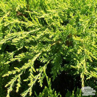 Buy Juniperus x pfitzeriana Mint Julep online from Jacksons Nurseries