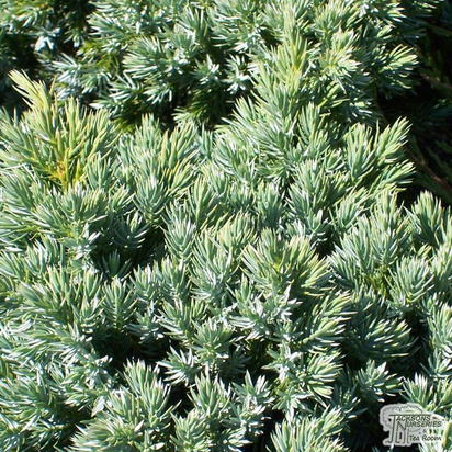Buy Juniperus procumbens Nana online from Jacksons Nurseries