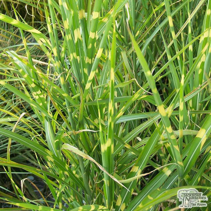 Buy Miscanthus sinensis Zebrinus (Zebra Grass) online from Jacksons Nurseries
