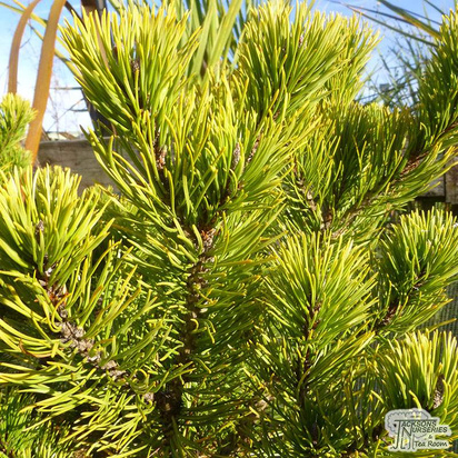 Buy Pinus Mugo 'Winter Gold' online from Jacksons Nurseries