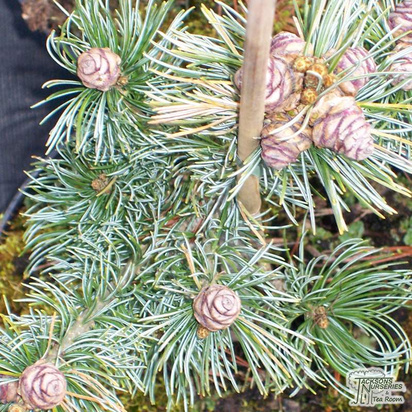 Buy Pinus sylvestris Watereri online from Jacksons Nurseries
