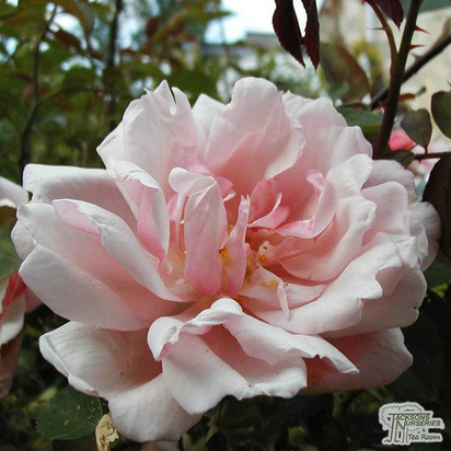 Buy Rosa Albertine (Rambling Rose) online from Jacksons Nurseries