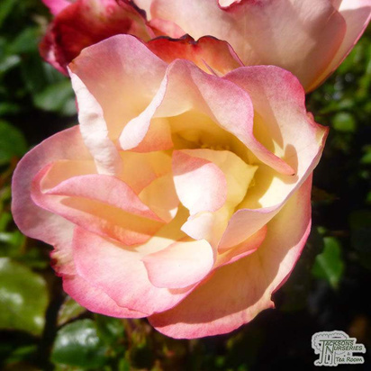 Buy Rosa Birthday Girl (Floribunda Rose) online from Jacksons Nurseries