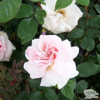 Buy Rosa A Whiter Shade of Pale (Hybrid Tea) online from Jacksons Nurseries