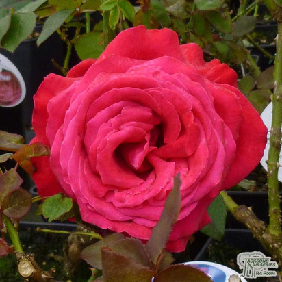 Buy Rosa Alec's Red (Hybrid Tea Rose) online from Jacksons Nurseries
