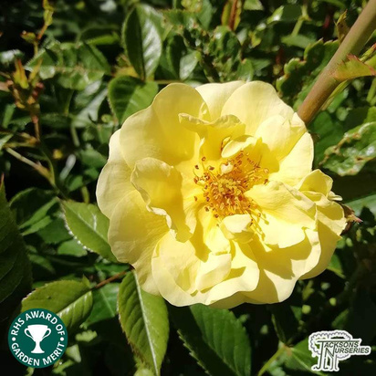 Buy Rosa Golden Memories (Floribunda Rose) online from Jacksons Nurseries