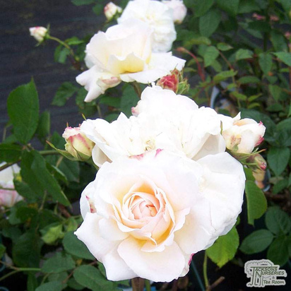 Buy Rosa Gruss An Aachen (English Rose) online from Jacksons Nurseries