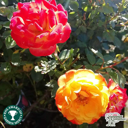 Buy Rosa Irish Eyes (Floribunda Rose) online from Jacksons Nurseries