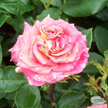Buy Rosa Rosemary Harkness (Hybrid Tea Rose) in the UK