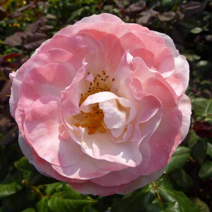 Buy Rosa English Miss (Floribunda Rose) online from Jacksons Nurseries