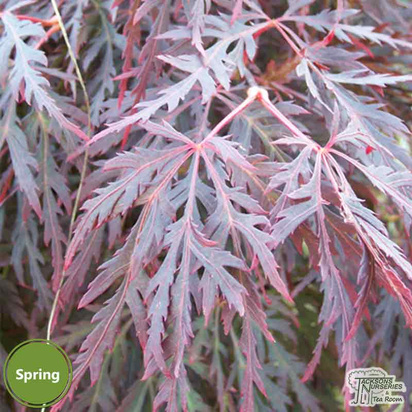Buy Acer palmatum dissectum Red Dragon (Japanese Maple) online from Jacksons Nurseries