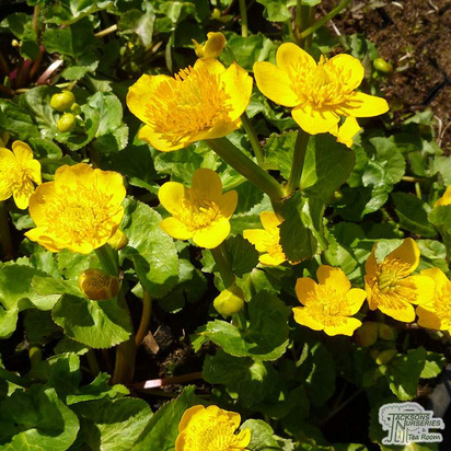 Buy Caltha palustris (Yellow Marsh Marigold) online from Jacksons Nurseries