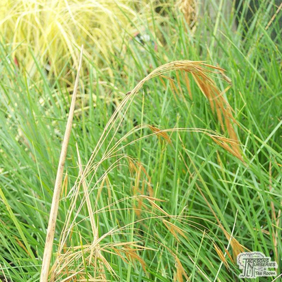 Buy Deschampsia cespitosa Goldtau (Tufted Hair Grass) online from Jacksons Nurseries