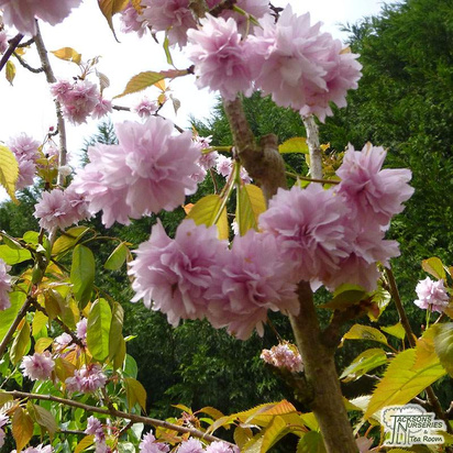 Buy Prunus Kiku shidare-zakura (Cheal's Weeping Cherry) online from Jacksons Nurseries