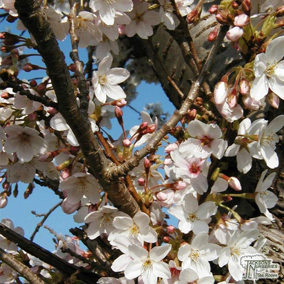 Buy Prunus hillieri Spire (Cherry Tree) online from Jacksons Nurseries