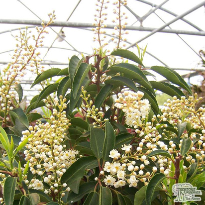 Buy Prunus lusitanica (Portuguese Laurel) online from Jacksons Nurseries