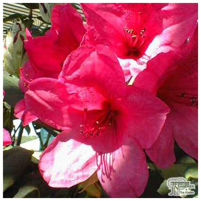Buy Rhododendron Anna Rose Whitney online from Jacksons Nurseries