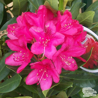 Buy Rhododendron Britannia online from Jacksons Nurseries