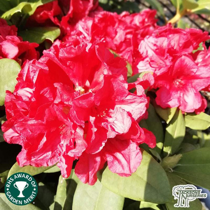 Buy Rhododendron Dopey online from Jacksons Nurseries