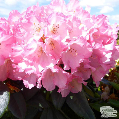 Buy Rhododendron Polaris online from Jacksons Nurseries