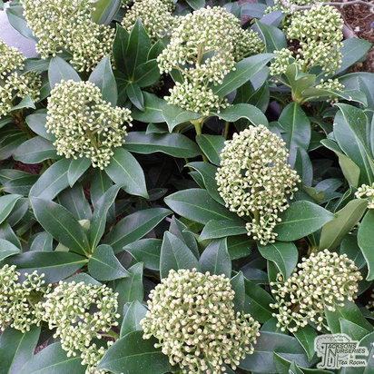 Buy Skimmia japonica Fragrans (Fragrant Cloud) (Japanese Skimmia (Male) online from Jacksons Nurseries