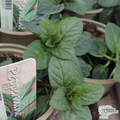 Buy Peppermint (Mentha x piperita) in the UK.