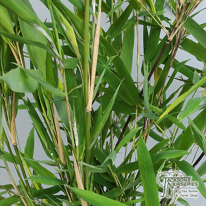 Buy Fargesia ''Gansu' (Umbrella Bamboo) online from Jacksons Nurseries.