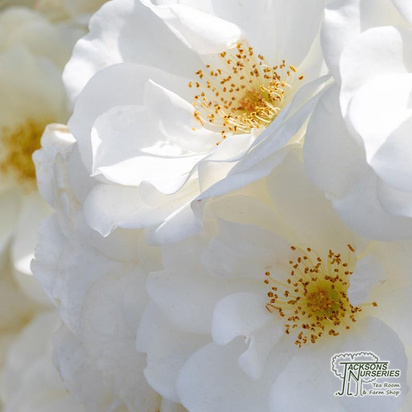 Buy Rosa Marie Pavie (Polyantha shrub) online from Jacksons Nurseries.