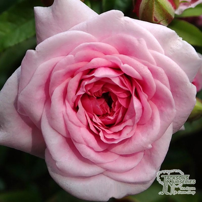 Buy Rosa Felicia  (Floribunda Rose) online from Jacksons Nurseries.