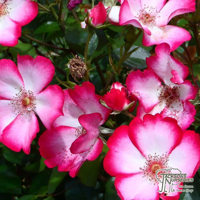 Buy Rosa Marjorie Fair (Floribunda Rose) online from Jacksons Nurseries.