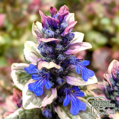 Buy Ajuga reptans 'Burgundy Glow' online from Jacksons Nurseries.