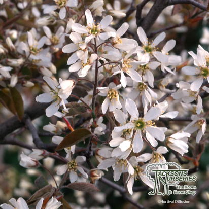 Buy Amelanchier lamarckii MULTISTEM(Shrub) (Snowy Mespilus) online from Jacksons Nurseries.