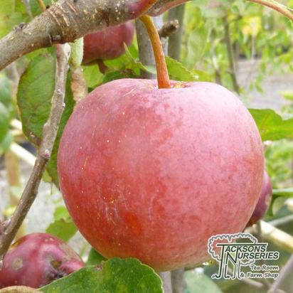 Buy Apple - Malus domestica Katy (Apple Bush) online from Jacksons Nurseries.