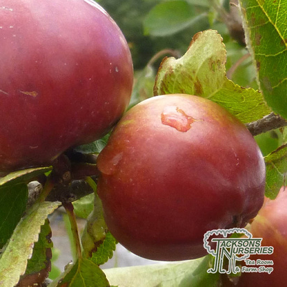 Buy Apple - Malus domestica Spartan (Apple Bush) online from Jacksons Nurseries.
