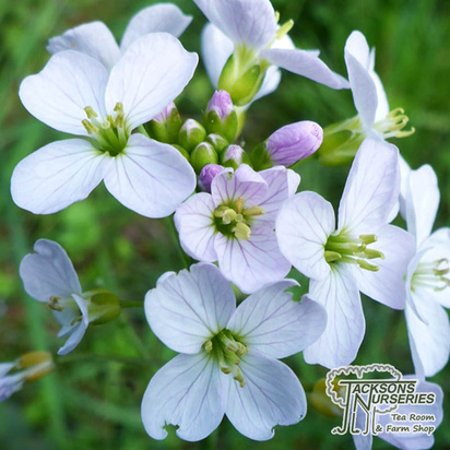 Buy Cardamine Pratensis online from Jacksons Nurseries.