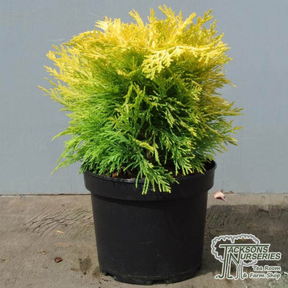 Buy Chamaecyparis lawsoniana Golden Pot online from Jackson's Nurseries.