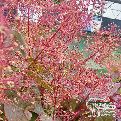 Buy Cotinus coggygria Flamissimo (Smoke Bush) online from Jacksons Nurseries.