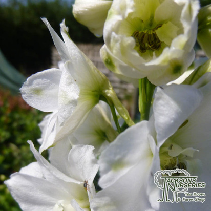 Buy Delphinium 'Magic Fountain White' (White Dwarf Delphinium) online from Jacksons Nurseries