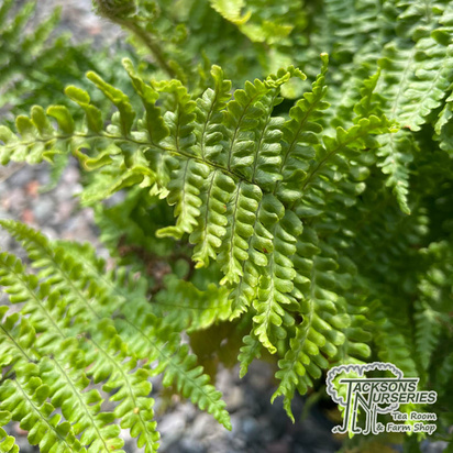 Buy Dryopteris affinis crispa (Scaled Male Fern) online from Jacksons Nurseries.