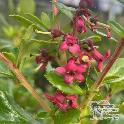 Buy Escallonia Red Tower (Escallonia) online from Jacksons Nurseries.