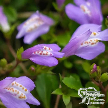 Buy Mazus reptans online from Jacksons Nurseries.