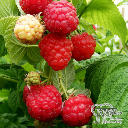 Buy Raspberry - Rubus idaeus 'Cascade Delight' online from Jacksons Nurseries.