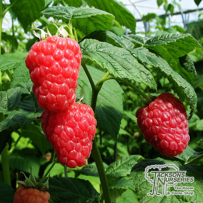 Buy Raspberry - Rubus idaeus 'Malling Jewel' online from Jacksons Nurseries.