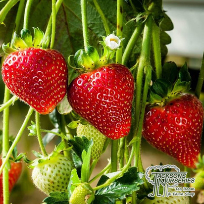 Buy Strawberry - Fragaria x ananassa 'Cambridge Favourite' online from Jacksons Nurseries.