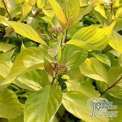 Buy Cornus alba Aurea (Red-barked Dogwood Golden Tartarean) in the UK