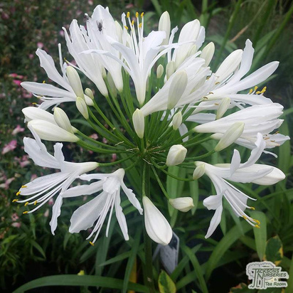 Buy Agapanthus africanus Albus (African Lily) in the UK
